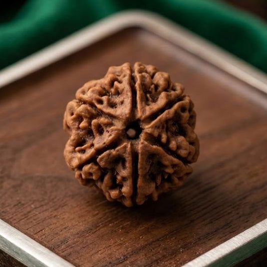6 Mukhi Nepali Rudraksha (Six Faced) – Natural & Authentic