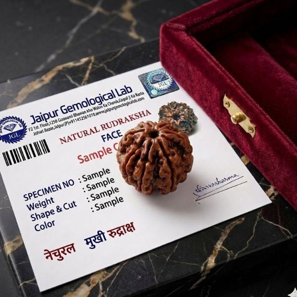 7 Mukhi Nepali Rudraksha (Seven Faced) - Natural & Authentic