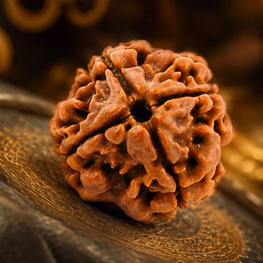 4 Mukhi Nepali Rudraksha (Four Faced) – Natural & Authentic