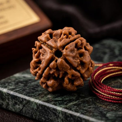 4 Mukhi Nepali Rudraksha (Four Faced) – Natural & Authentic
