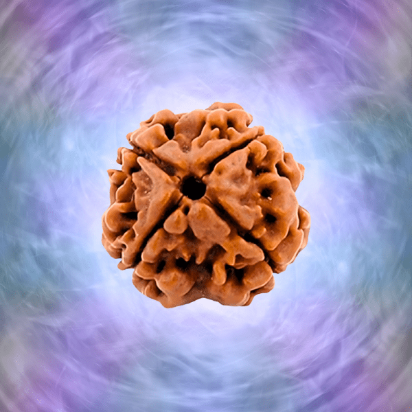 Nepali Lab Certified 4 Mukhi Rudraksha