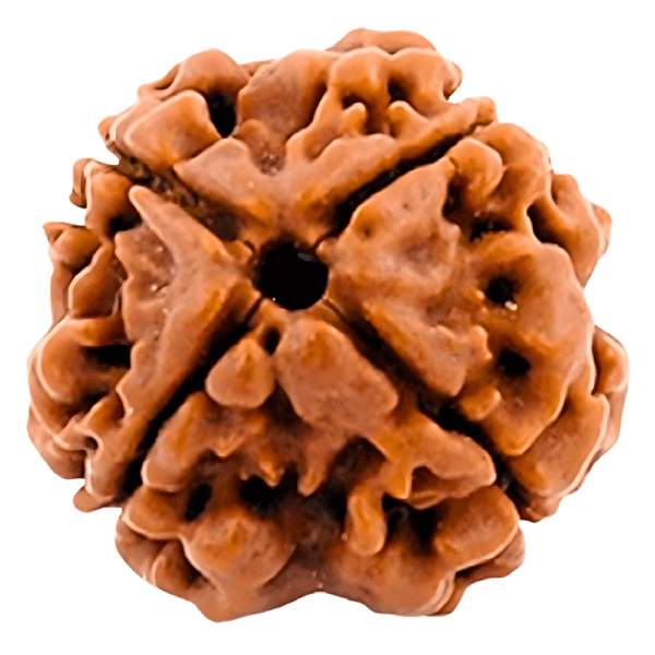 Nepali Lab Certified 4 Mukhi Rudraksha - Image 2