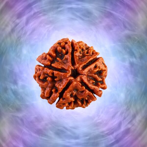 Nepali Lab Certified 5 Mukhi Rudraksha