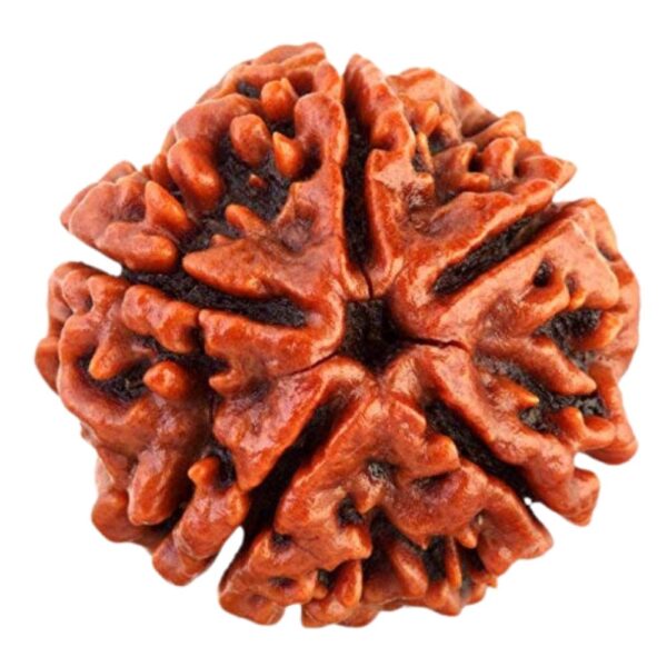 Nepali Lab Certified 5 Mukhi Rudraksha - Image 2