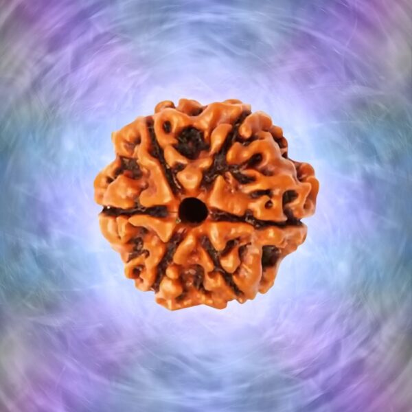 Nepali Lab Certified 6 Mukhi Rudraksha