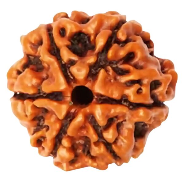 Nepali Lab Certified 6 Mukhi Rudraksha - Image 2