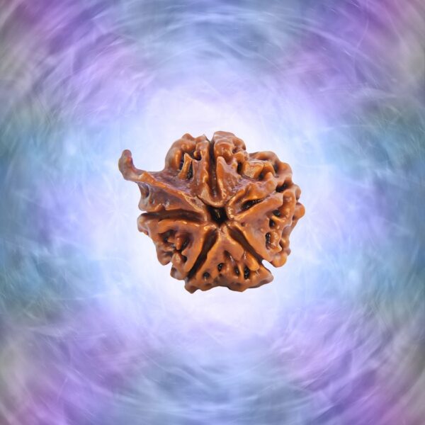 Nepali Lab Certified Ganesh Rudraksha