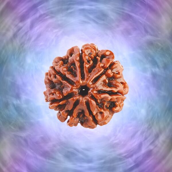 Nepali Lab Certified 7 Mukhi Rudraksha
