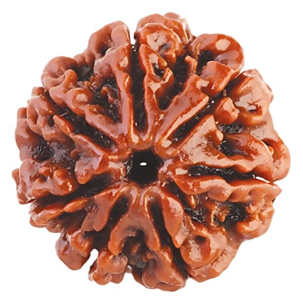 Nepali Lab Certified 7 Mukhi Rudraksha - Image 2