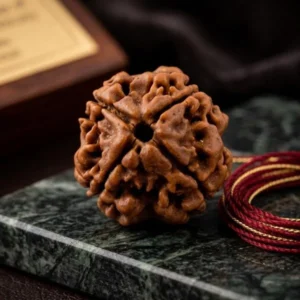4 Mukhi Nepali Rudraksha (Four Faced) – Natural & Authentic